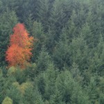 Different Colored Trees - Image Credit Mike Pennington used under Creative Commons Licence.